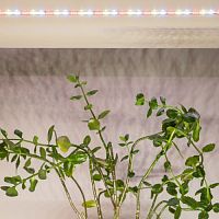 Лента светодиодная для растений полного спектра 3м IP65, с адаптером 12V в комплекте FITO-Strip Light-Rа90-3m ЭРА | код Б0059881 | ЭРА